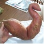 sweetpotato